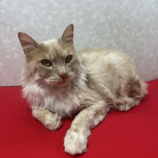 メイクーン❓体重増えて毛も伸びて再参加❤ウオッカ