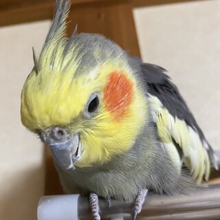 ３年前にパートナーを亡くし寂しい思いをしています