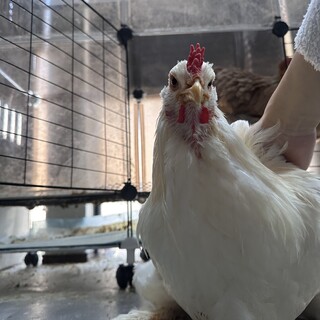 クリーム系　ブラマ