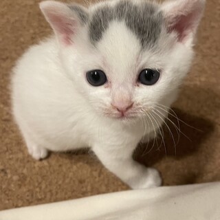  3/30譲渡会参加　白グレーの男の子　しらたま