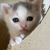 3/30譲渡会参加　白グレーの男の子　しらたま サムネイル3