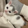  3/30譲渡会参加　白グレーの男の子　しらたま サムネイル4