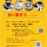  3/30譲渡会参加　白グレーの男の子　みつ サムネイル2