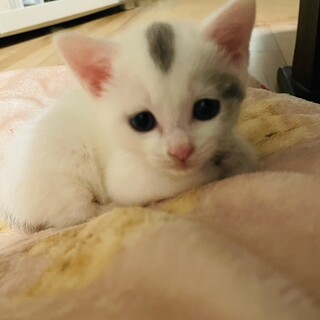  3/30譲渡会参加　白グレーの男の子　みつ