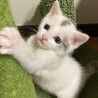  3/30譲渡会参加　白グレーの男の子　みつ サムネイル6