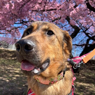 子どもの面倒を見る優しい大型犬男子＊猫ともOK