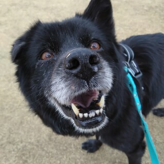 黒くてモフモフの【ホンキー】くん