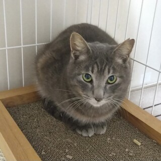 サバトラ猫のタルト君