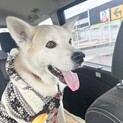 飼い主に先立たれた犬