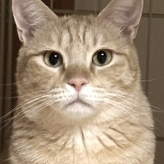 ちょっとビビリなイケメン　ちゃすけ君