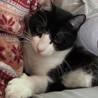 抱っこ大好き甘えんぼ　かぼすちゃん