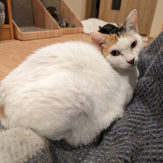 ツンツン美形シロミケ【あさり】