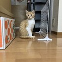 チャイ・3兄弟の元気な子猫！