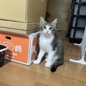 モカ・3兄弟の元気な子猫！