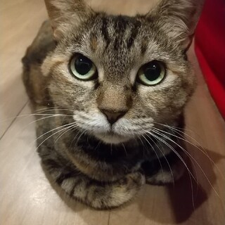 むぎわらハンバーグ【もにぃ】