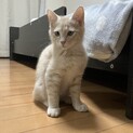 ラテ・3兄弟の元気な子猫！
