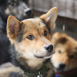 優しいキョースケ