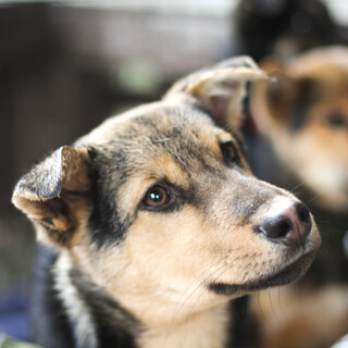 落ち着きのあるコースケ