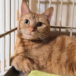 待ちねこ譲渡会　