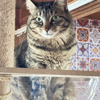 キジNo.3☆耳がカワイイ・椿ちゃん