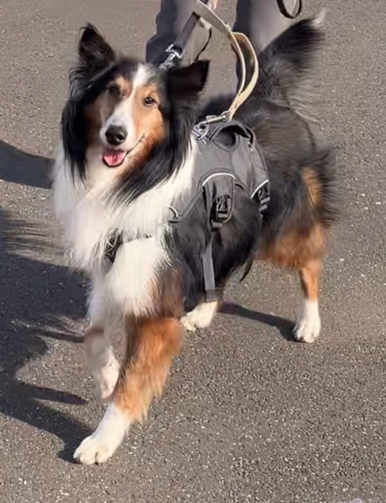 生意気男子】シェルティ」千葉県 - 犬の里親募集(489721) :: ペット