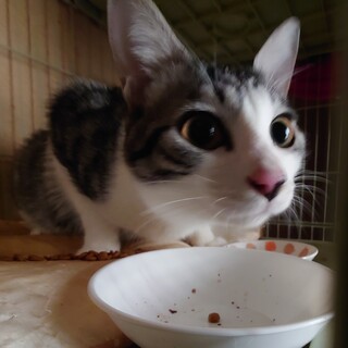 １０カ月♂　だんくん実家保護猫