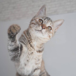 アイナ♡しあわせにゃんこになりました