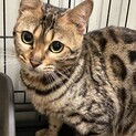 ベンガル 3歳 女の子