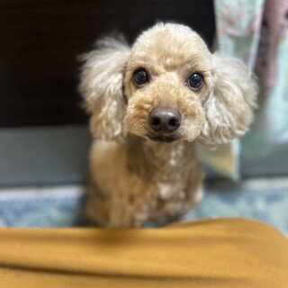 トイプードルレッドの去勢済み男の子里親様募集中