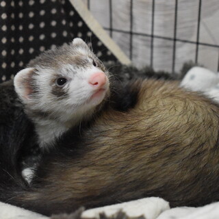 仲のいいフェレット3匹