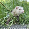 仲のいいフェレット3匹 サムネイル2