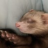 仲のいいフェレット3匹 サムネイル3