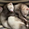 仲のいいフェレット3匹 サムネイル4