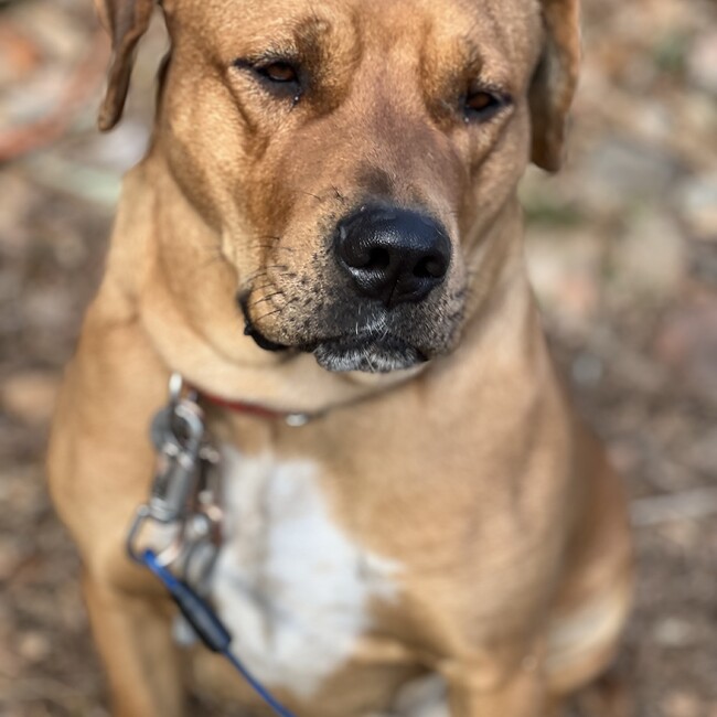 よしのののカバー写真