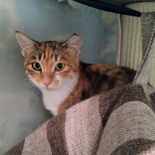 寄り添い生きてきた甘えん坊兄妹☆三毛猫チャーちゃん