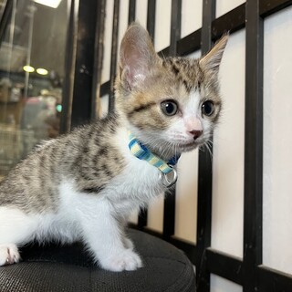 キジ白のかふぇくん