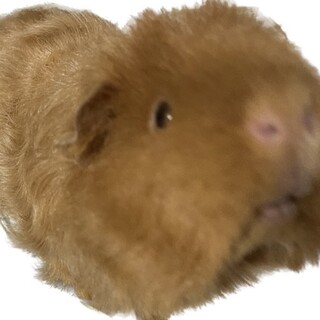 メリノモルモット　オス　3歳