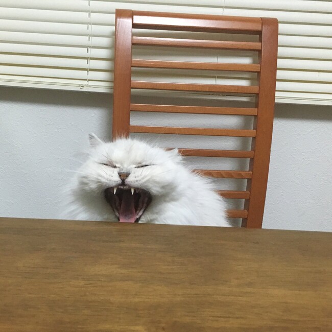 おにしらすのカバー写真