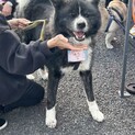 凛として素敵な黒虎秋田犬「楊花」