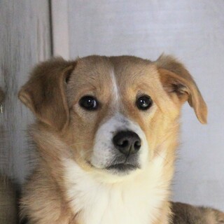 鼻筋のラインがきれいな子犬のほのちゃん