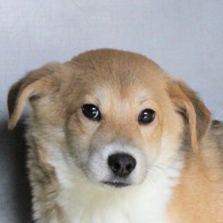 カラメルソースがかかったみたいなプリンちゃん