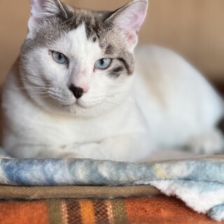 大きくなっても甘えん坊の　ポテチくん