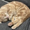 スコティッシュフォールドの男の子 サムネイル2