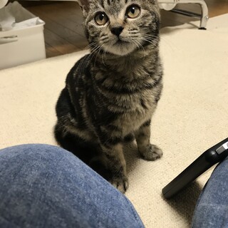 かわいいキジトラの男の子