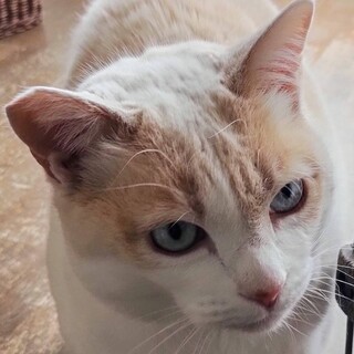 ちょっとぽっちゃり可愛い女の子❤️