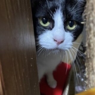 急ぎです！可愛いプチちゃん！