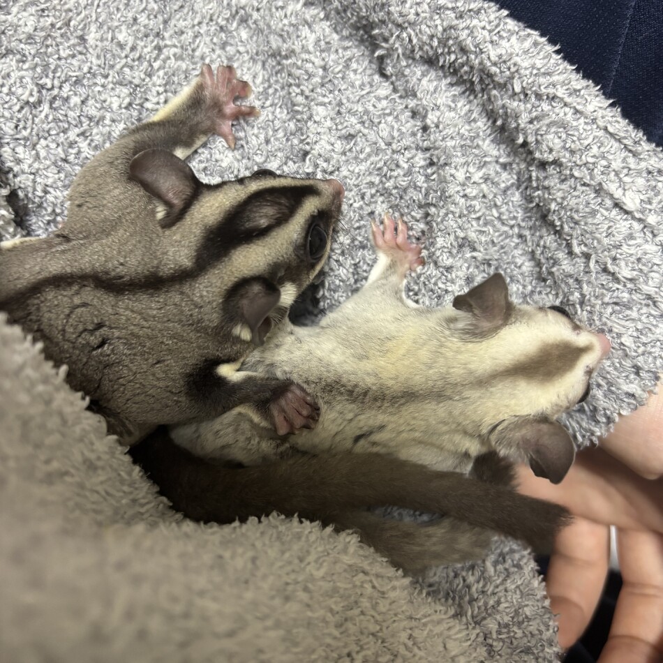 チーのカバー写真