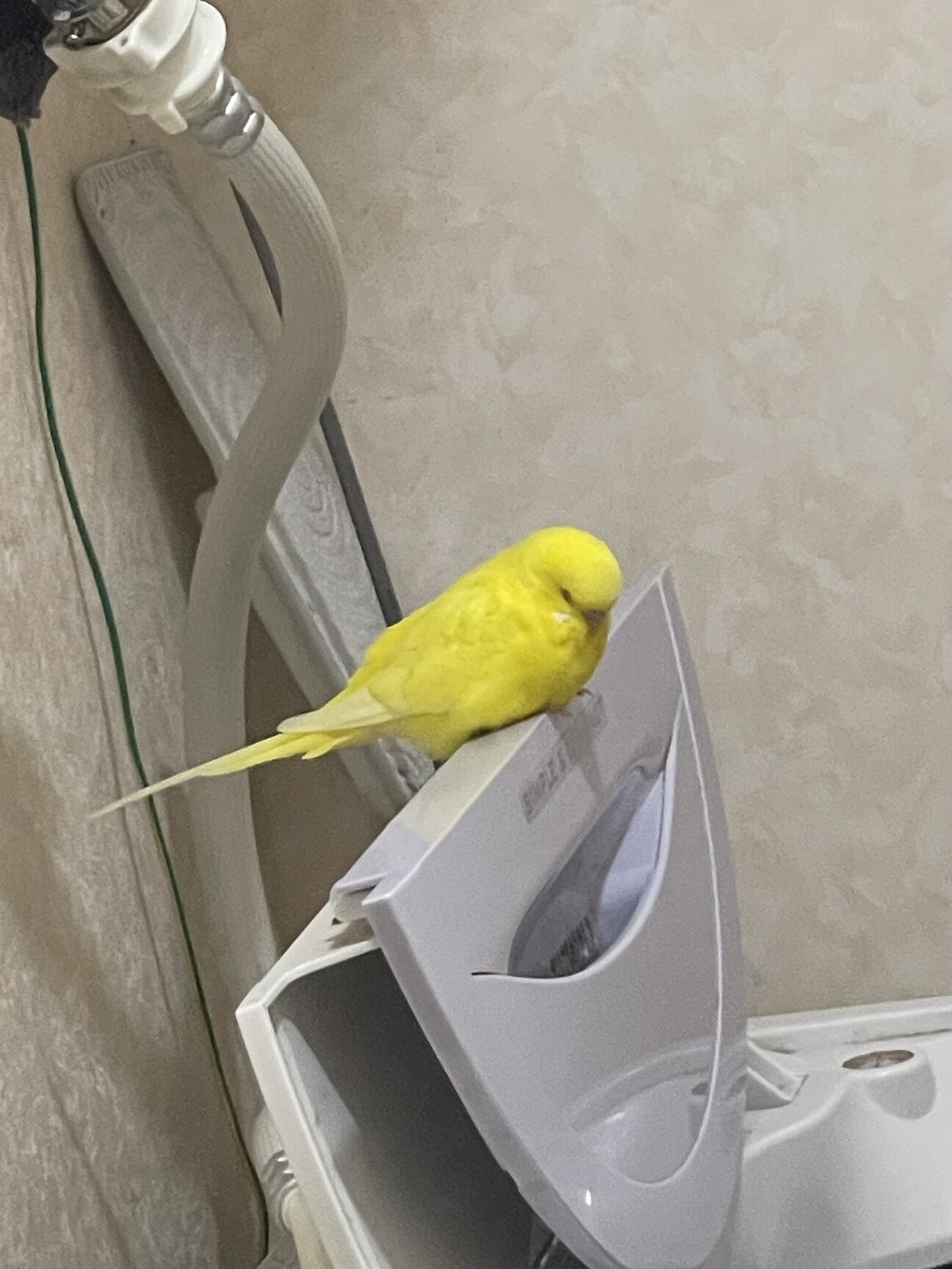 セキセイインコ ルチノー」東京都 - 鳥の里親募集(512808) :: ペットの