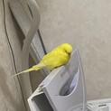 セキセイインコ ルチノー