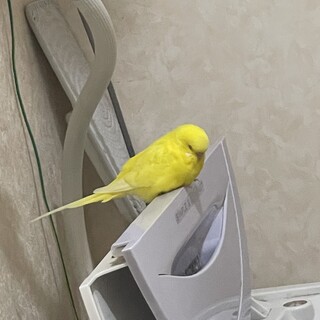 セキセイインコ ルチノー